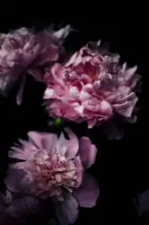 Shallow focus photography of purple carnation flowers