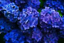 Deep blue hydrangea
