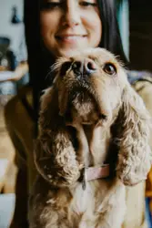 Medium coated tan dog