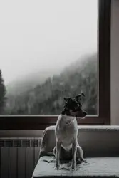 Dog Sitting On A Ledge Looking Out A Window