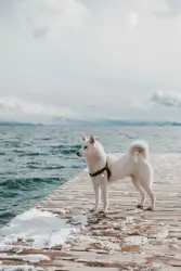 White Dog Standing On A Pier Next To Water