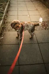Small Dog Is Walking On A Sidewalk