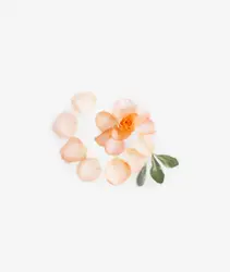 Flower In A Flower Pot On A White Background