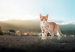 Cat Is Standing On The Ground Near A Group Of Animals