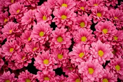 Row Of Pink And Yellow Flowers In A Vase