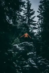 Bird Flying Over A Tree In The Middle Of A Forest