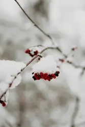 Pair Of Red And White Birds Are Standing On A Snowy Surface