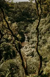 River With Trees And A Couple Of Trees