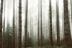 Forest Filled With Trees And A Couple Of Trees