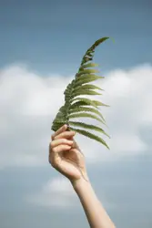 Person Is Holding A Plant In Their Hand