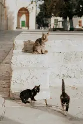 Three black cars
