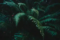 Close up photography of ferns