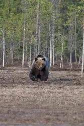 Brown Bear