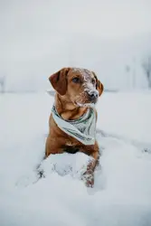 Brown short coated dog in white and blue jacket on snow