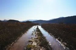Wetlands by the river