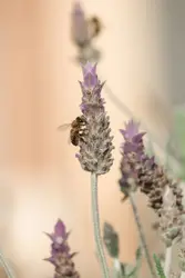 Purple flower in macro lens
