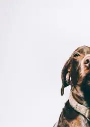 My dog Marli photographed in my studio.