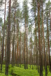 The heart of the forest