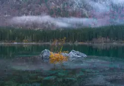 Yellow flowers in the middle of lake