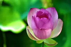 Blooming pink lotus.