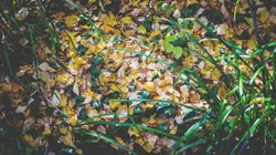 Small autumn leaves