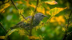 Small bird among yellow leaves