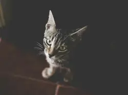 Cat greeting its owner