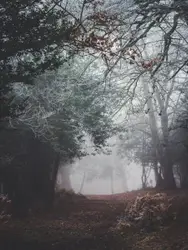 Winter forest tones