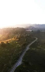 Gray asphalt road in the middle of green trees