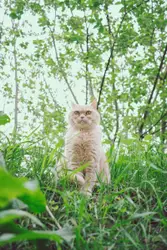 Going on a walk with my cat, a british shorthair