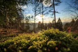 Green moss clump