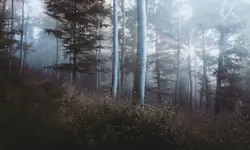 Landscape photography of forest