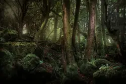 Puzzlewood