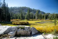 Photo of tall green trees within mountain range
