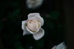 Single White Rose