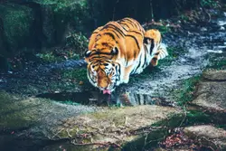 Thirsty tiger
