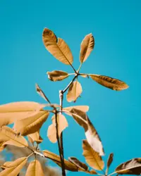 Brown leaves during daytime