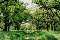 Green trees