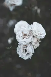 Taken on a walk through an infected rose garden at sunr