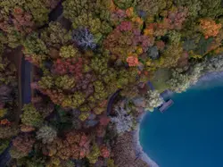 Aerial photo of red and green trees near body of water
