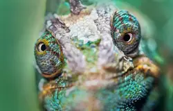 """Crazy Chameleon"". Chameleons can move their eyes in