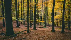 Yellow leafed trees