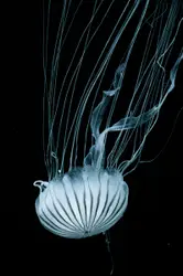 White jellyfish