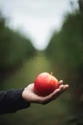 Apple on person's hand