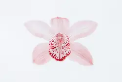 I love the similarity of the flower to an insect.
