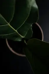 Indoor interior shadow