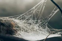 White spider web in selective focus photography