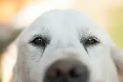 Short coated white dog selective photography