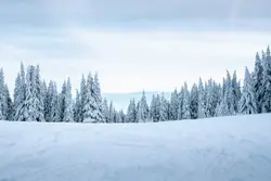 Snow covered pine trees at snowy mountain slope
