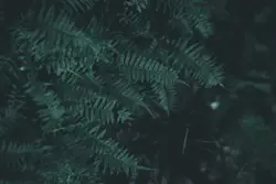 Green fern plant